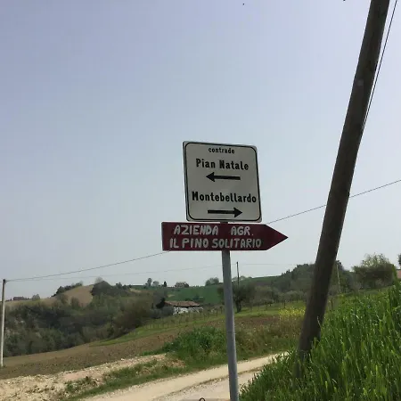 “il Pino Solitario” Monte Giberto